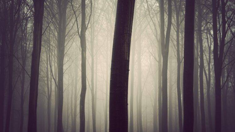 forest, Fall, Mist HD Wallpaper Desktop Background