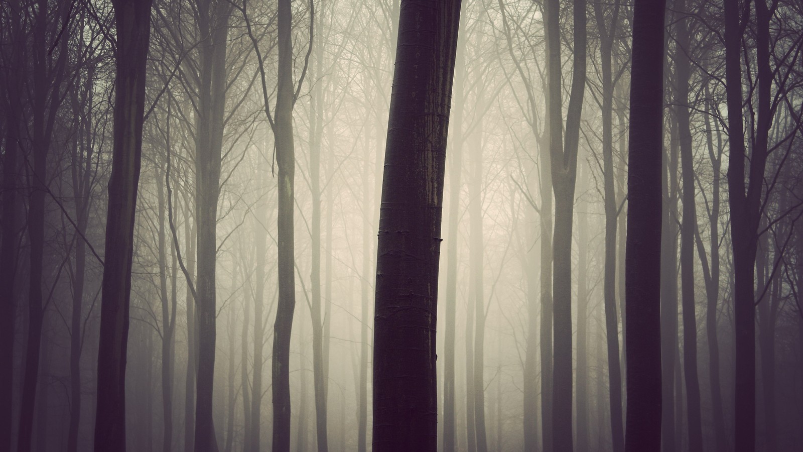 forest, Fall, Mist Wallpaper