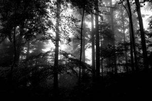 forest, Monochrome, Lights
