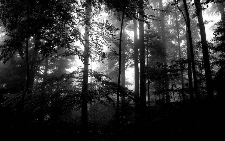 forest, Monochrome, Lights HD Wallpaper Desktop Background