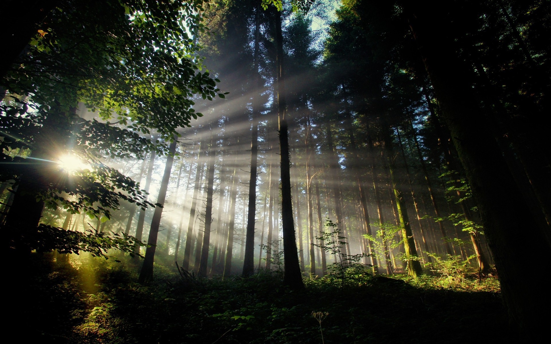 trees, Sun rays, Forest Wallpaper