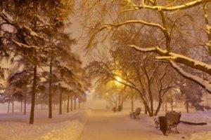 trees, Road, Snow, Winter