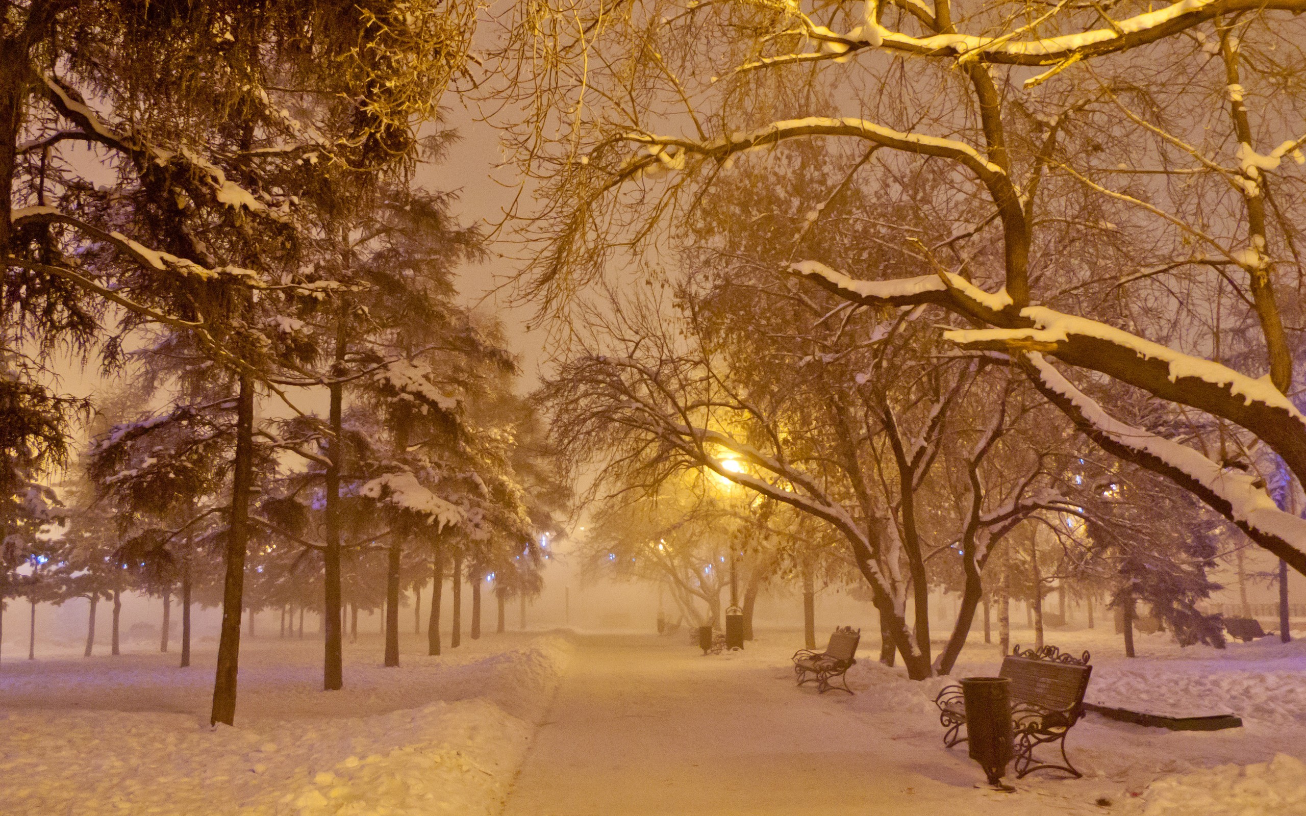 trees, Road, Snow, Winter Wallpaper