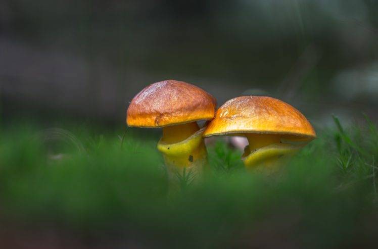 mushroom, Plants, Macro HD Wallpaper Desktop Background