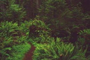 plants, Forest, Ferns, Road