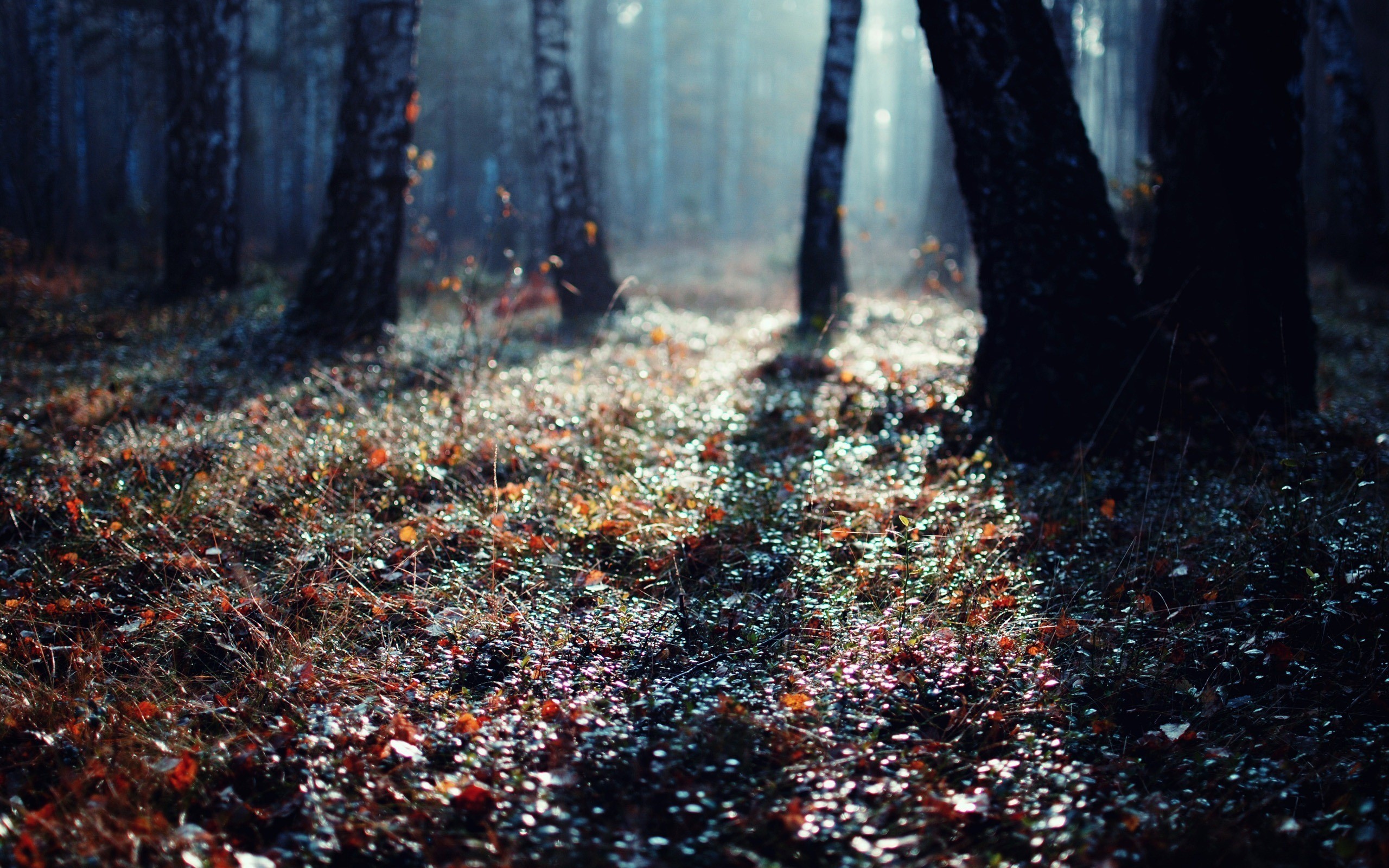 leaves, Grass, Forest, Trees Wallpaper