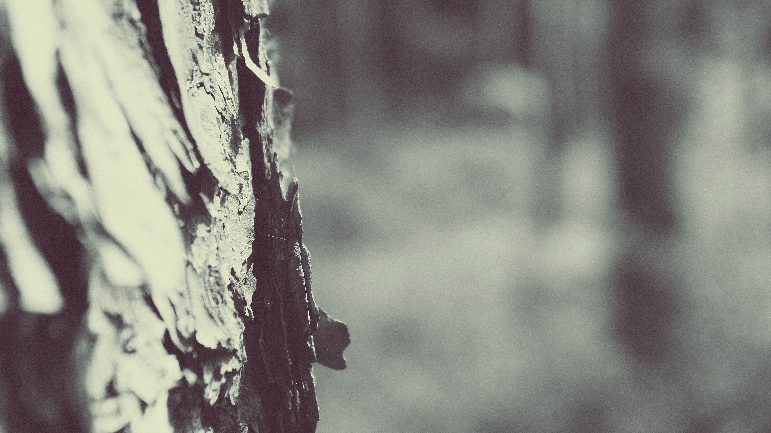 winter, Trees, Macro, Snow, Depth of field Wallpaper