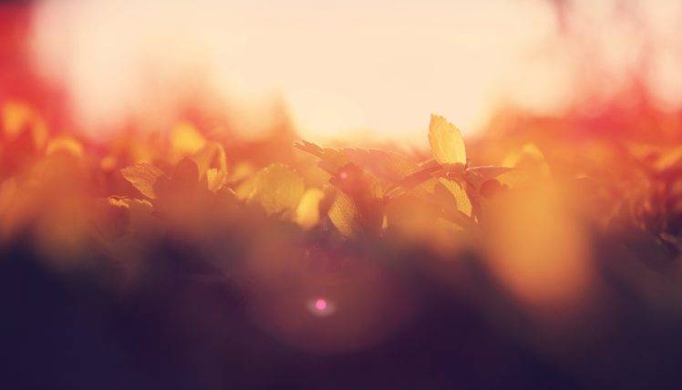 warm colors, Plants, Blurred Wallpapers HD / Desktop and Mobile Backgrounds