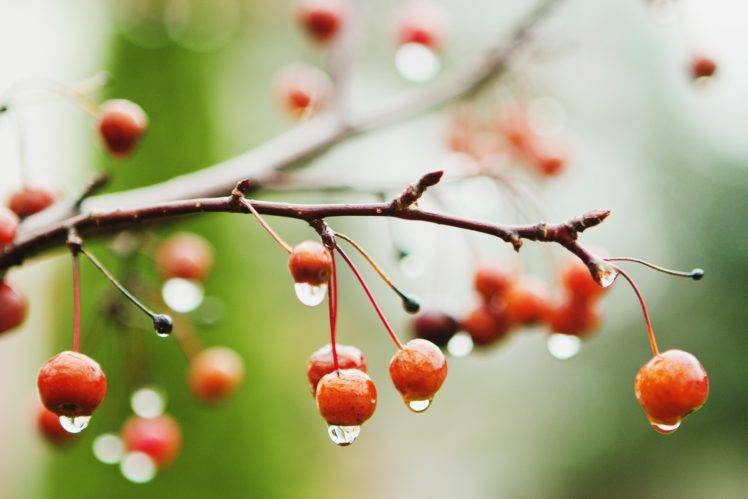 plants, Fruit, Water drops, Macro HD Wallpaper Desktop Background