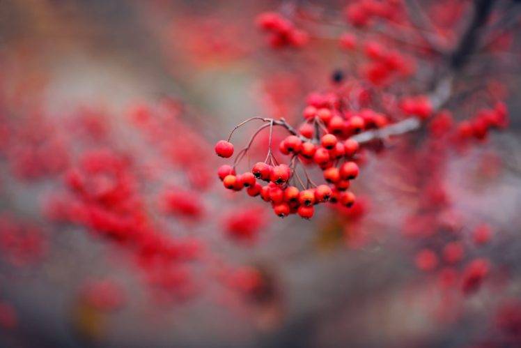 branch, Plants, Macro, Fruit, Berries HD Wallpaper Desktop Background