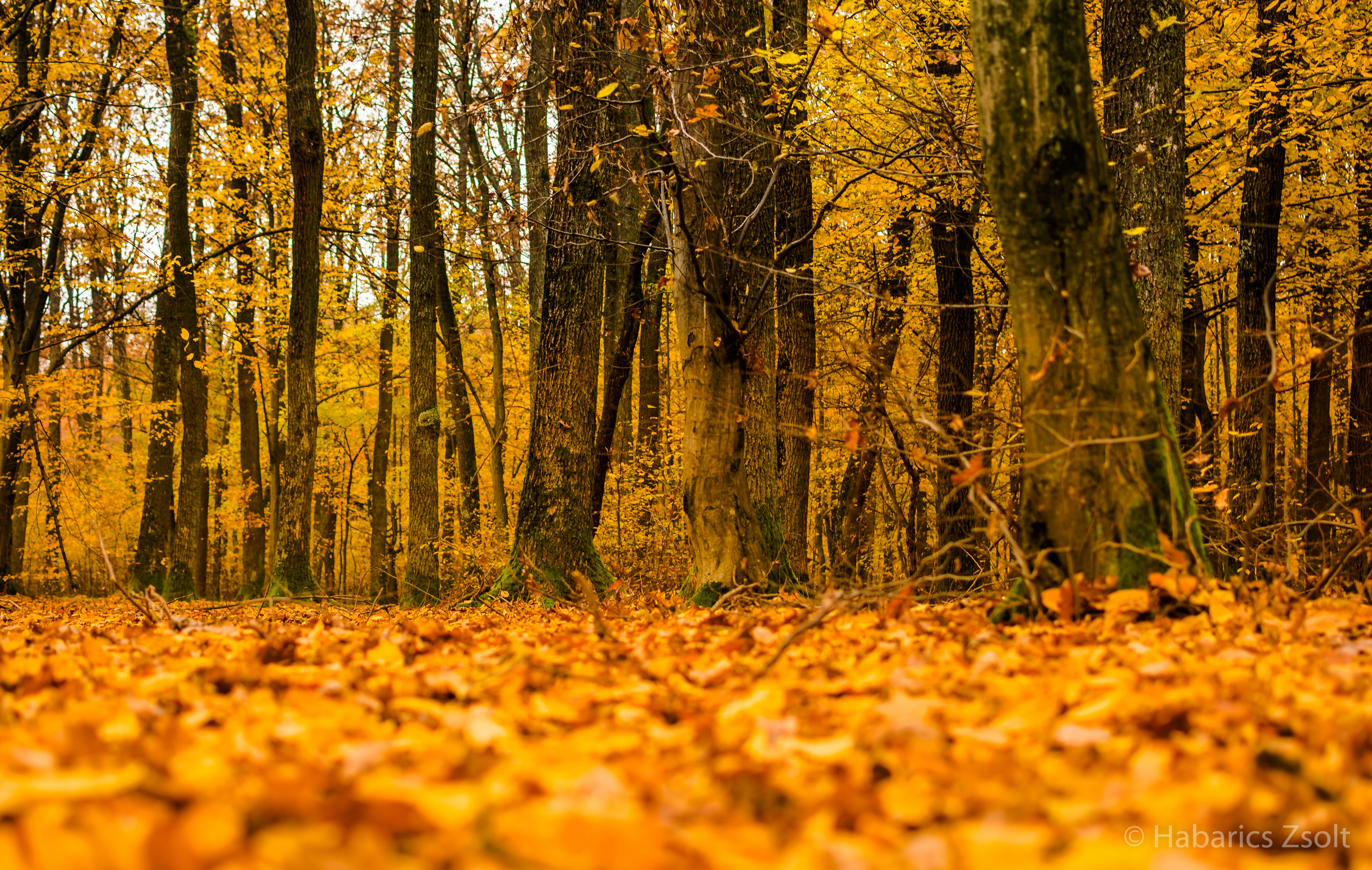 forest Wallpaper