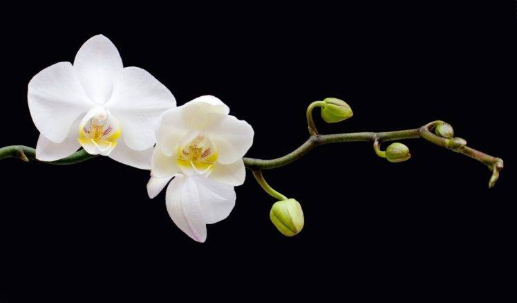 plants, Orchids, Macro HD Wallpaper Desktop Background