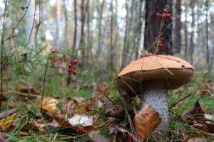 forest, Mushroom