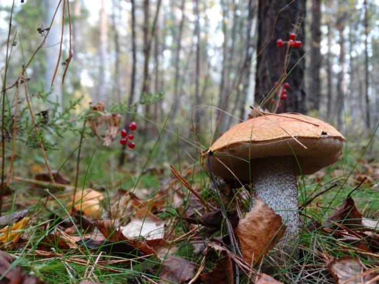forest, Mushroom HD Wallpaper Desktop Background