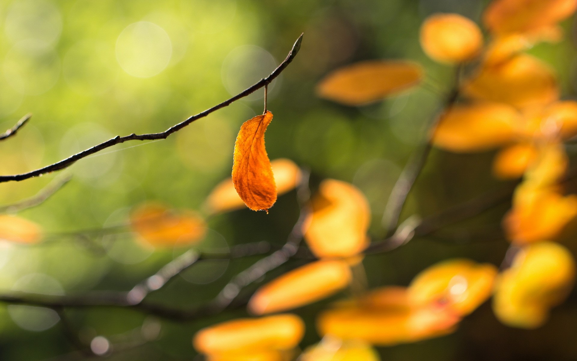 plants, Macro Wallpaper