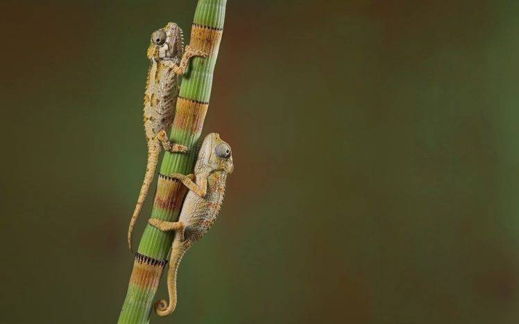 chameleons, Reptiles, Animals HD Wallpaper Desktop Background