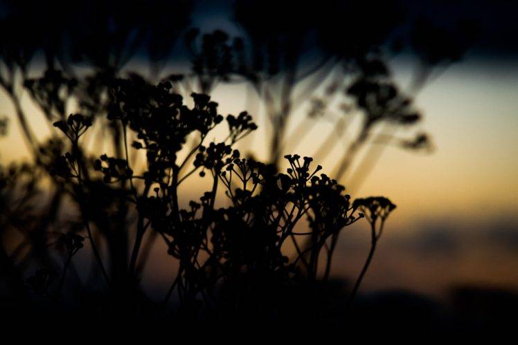 sunset, Plants, Filter HD Wallpaper Desktop Background