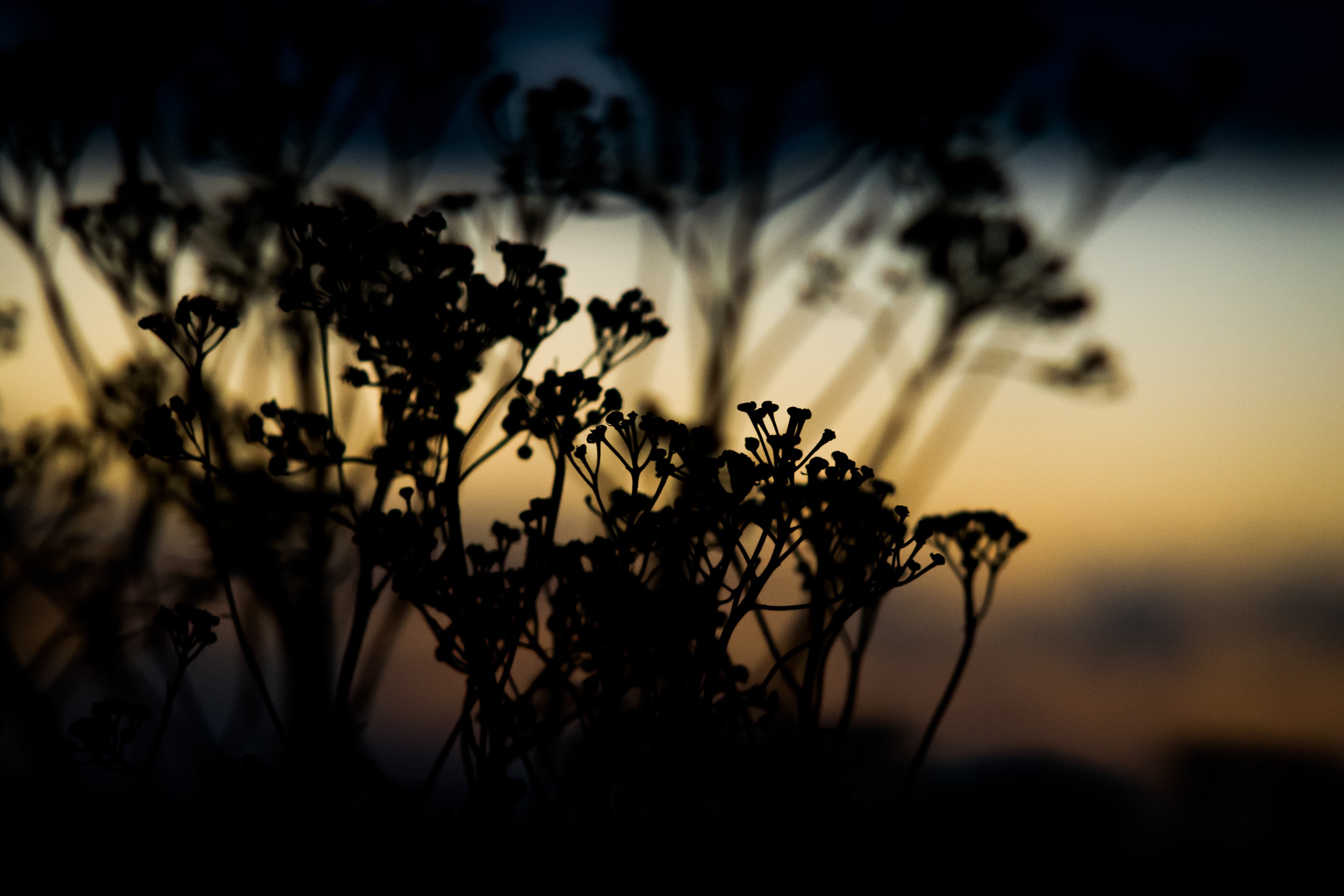 sunset, Plants, Filter Wallpaper