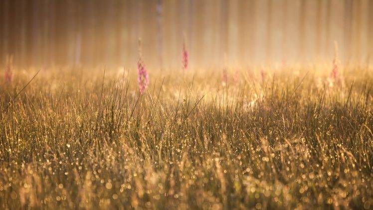 plants, Grass HD Wallpaper Desktop Background