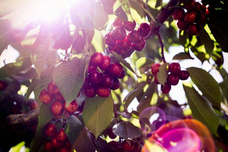 plants, Cherries, Fruit HD Wallpaper Desktop Background