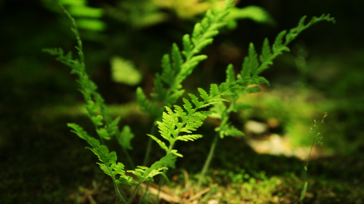 plants, Ferns, Forest HD Wallpaper Desktop Background