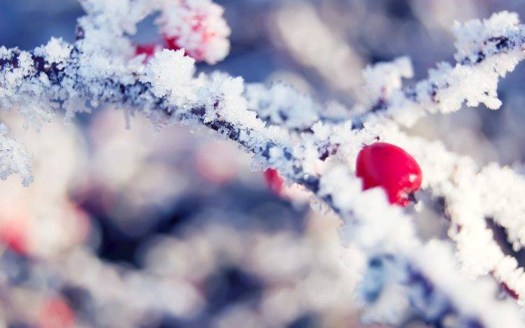 macro, Plants, Snow HD Wallpaper Desktop Background