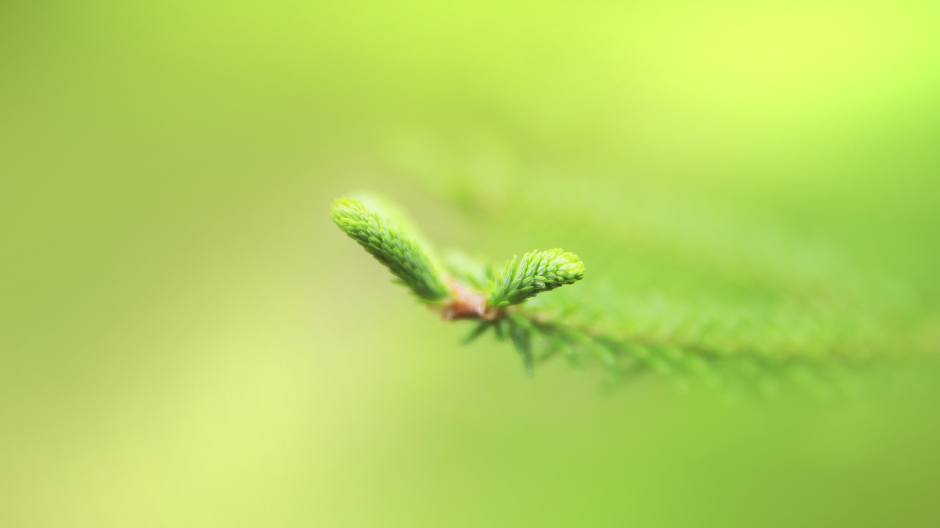 macro, Plants Wallpaper