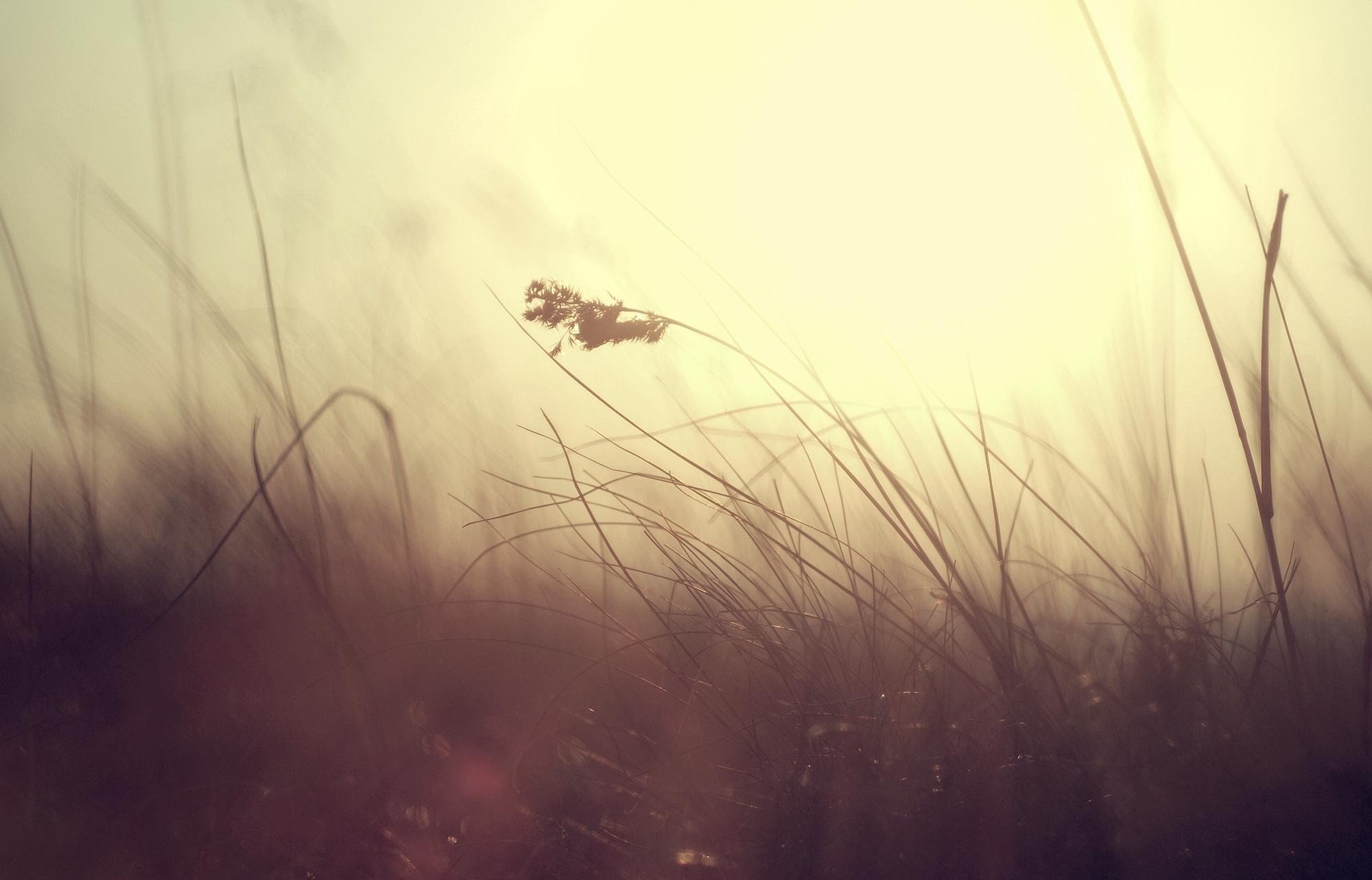 plants, Grass Wallpaper