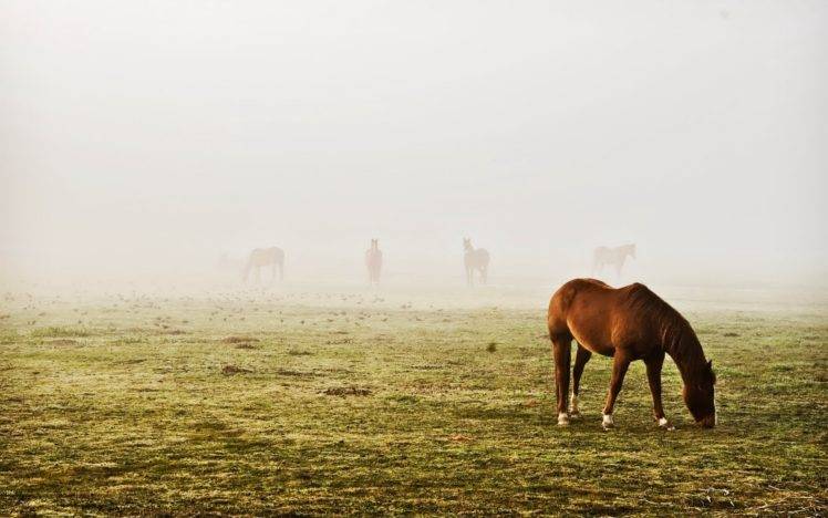 horse HD Wallpaper Desktop Background