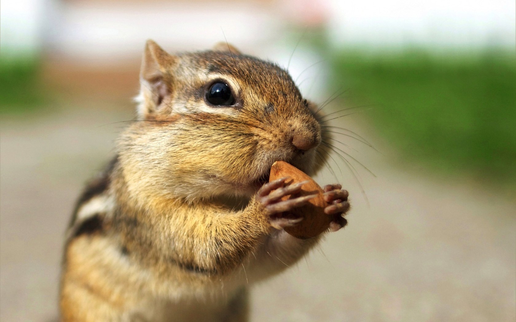 animals, Chipmunks Wallpaper
