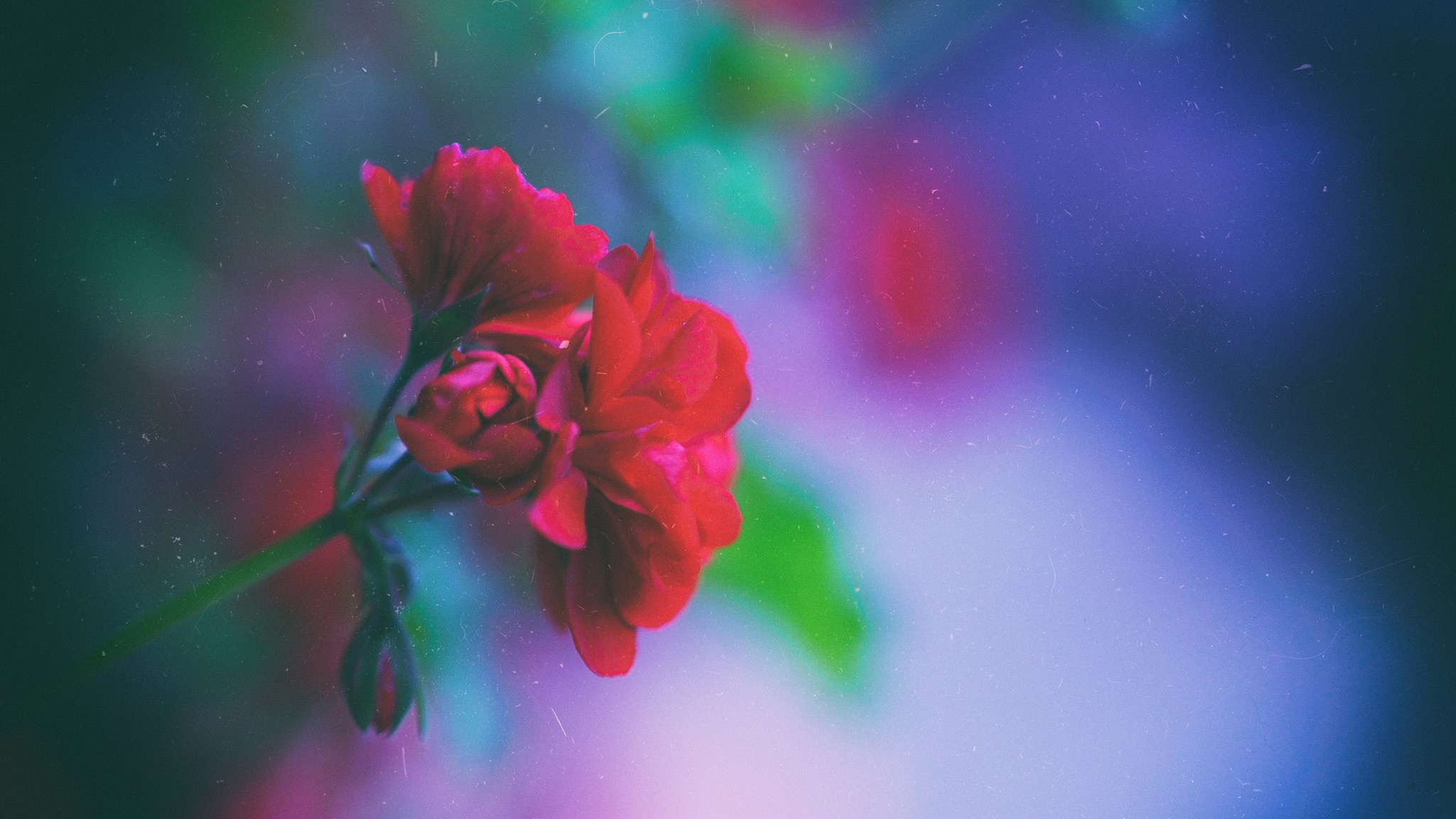 flowers, Macro, Blurred, Red flowers, Plants, Depth of field Wallpaper