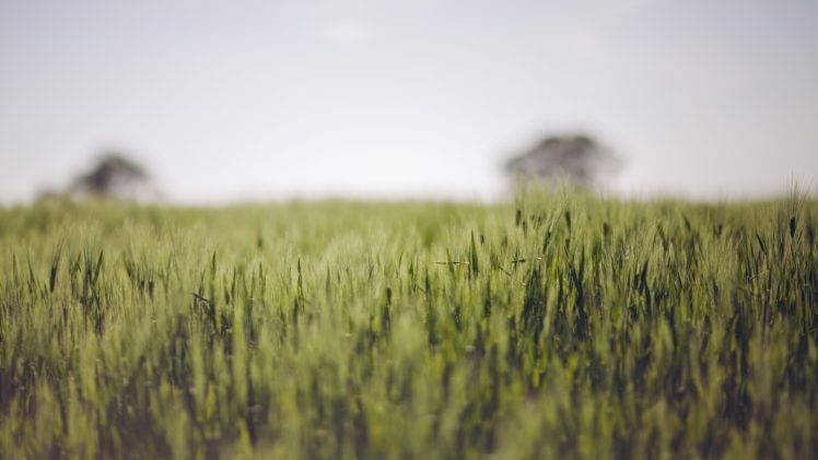 grass, Macro HD Wallpaper Desktop Background