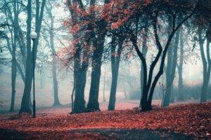 forest, Trees, Mist, Lamps