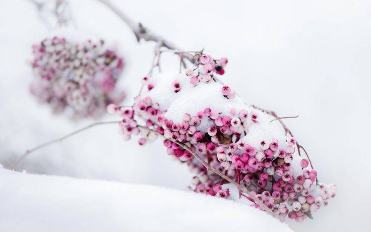 plants, Snow, Fruit HD Wallpaper Desktop Background