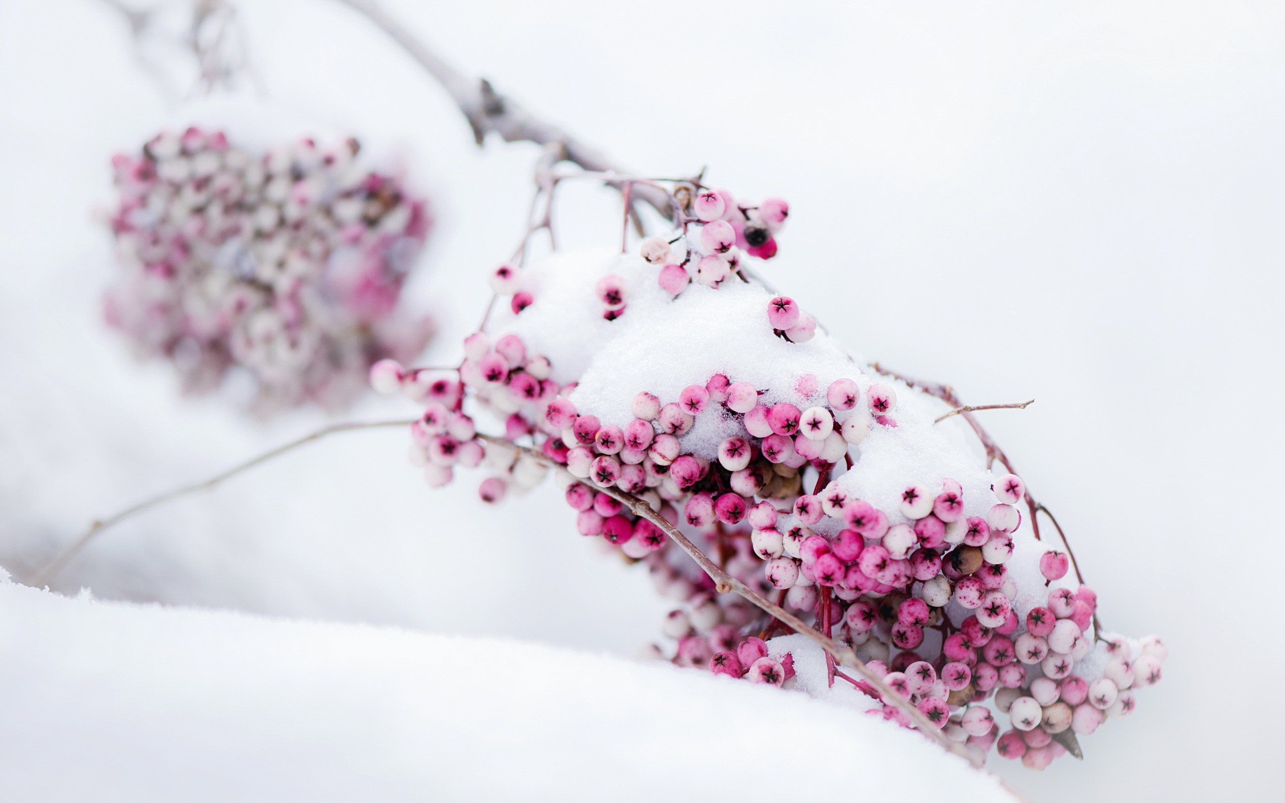 plants, Snow, Fruit Wallpaper