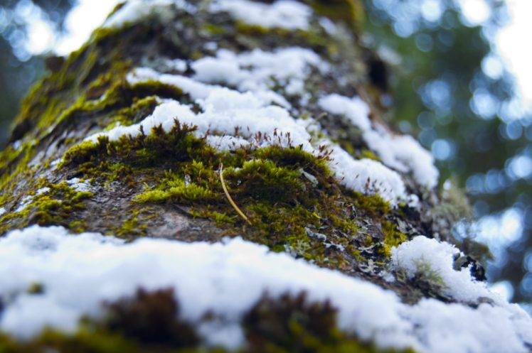plants, Macro, Trees, Snow HD Wallpaper Desktop Background