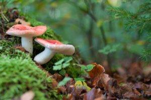 forest, Mushroom, Macro