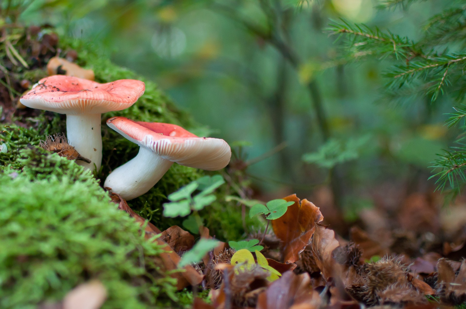 forest, Mushroom, Macro Wallpapers HD / Desktop and Mobile Backgrounds