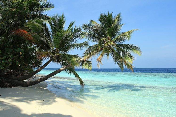 beach, Palm trees, Sea HD Wallpaper Desktop Background