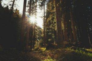 forest, Sunlight