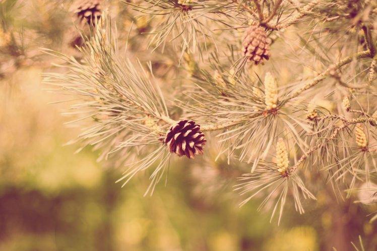 plants, Pine trees HD Wallpaper Desktop Background