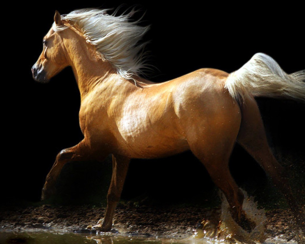 horse Wallpaper