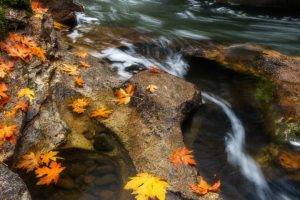 landscape, Waterfall, Leaves
