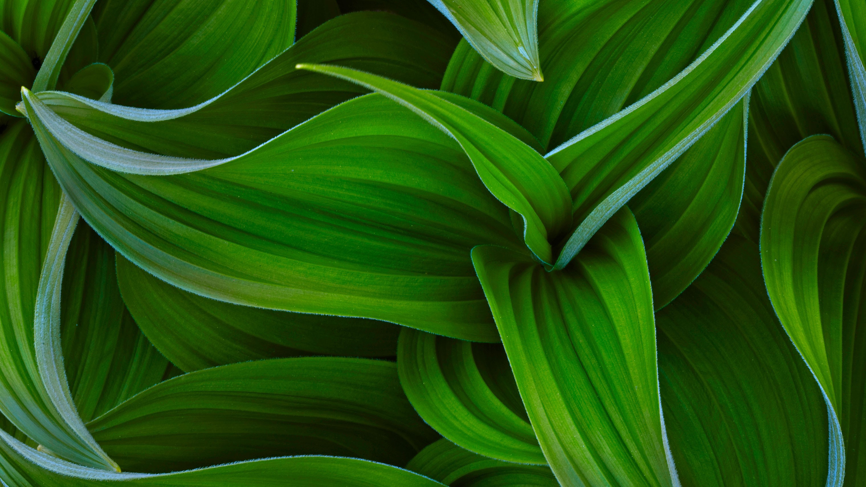 plants Wallpaper