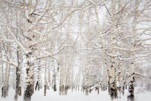 landscape, Winter, Snow, Trees