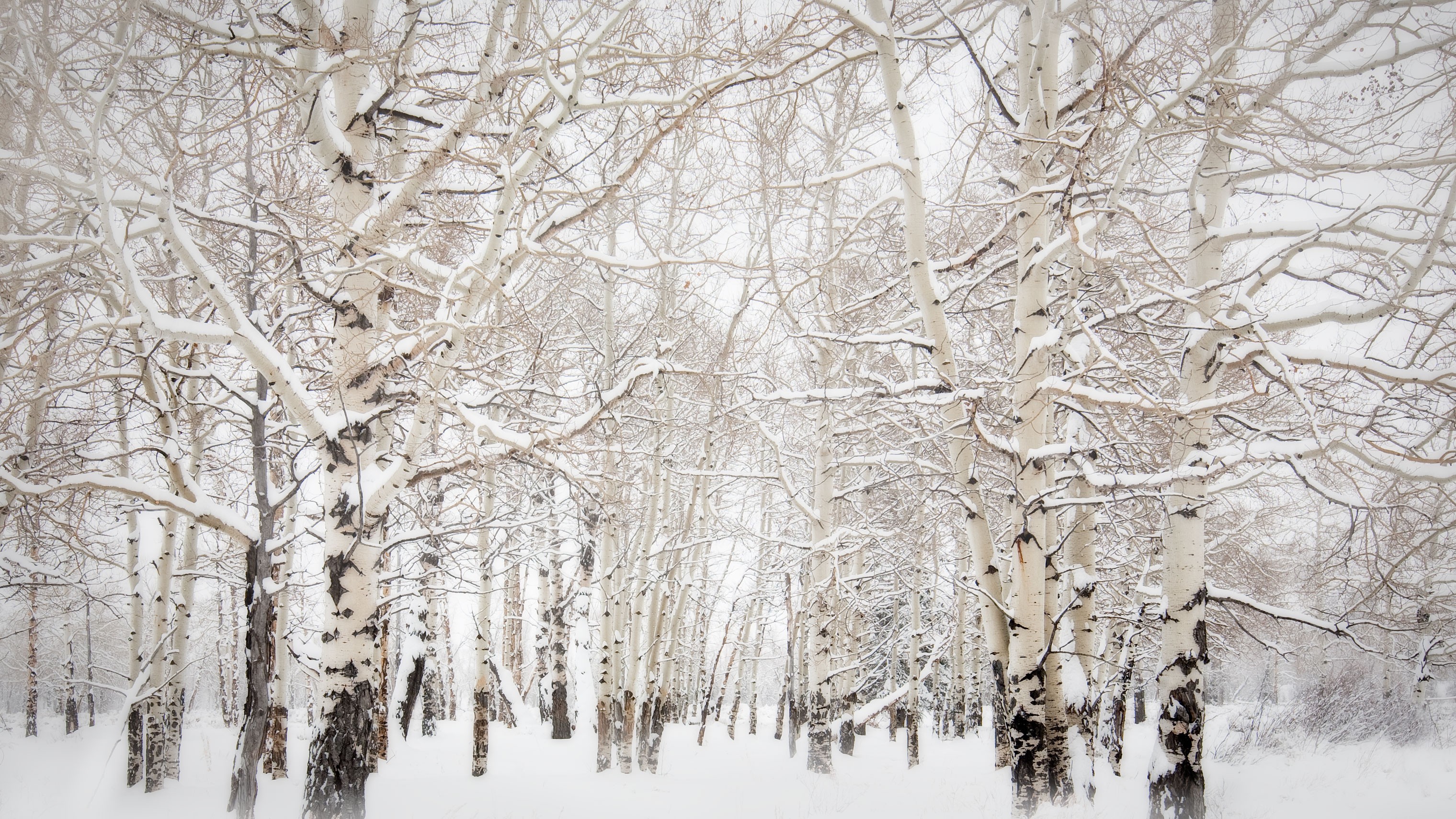зима деревья снег оттепель загрузить