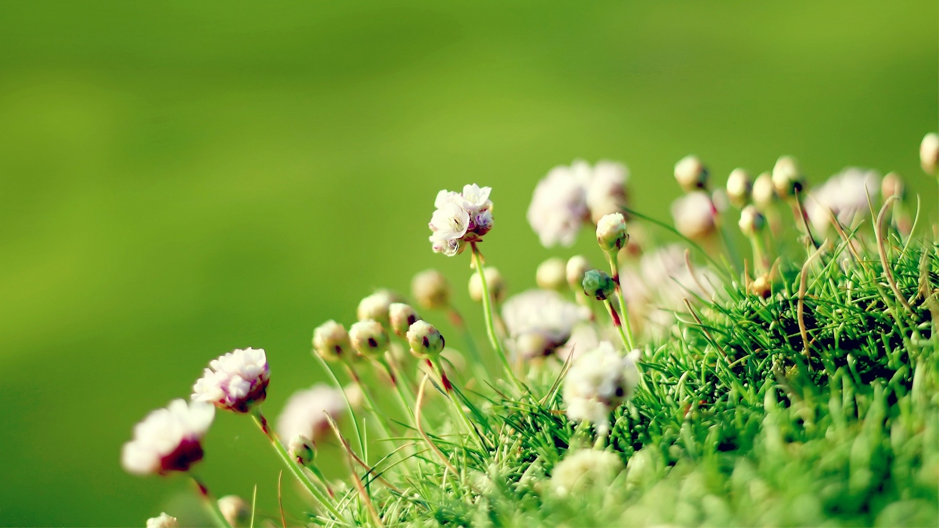 plants, Macro Wallpaper