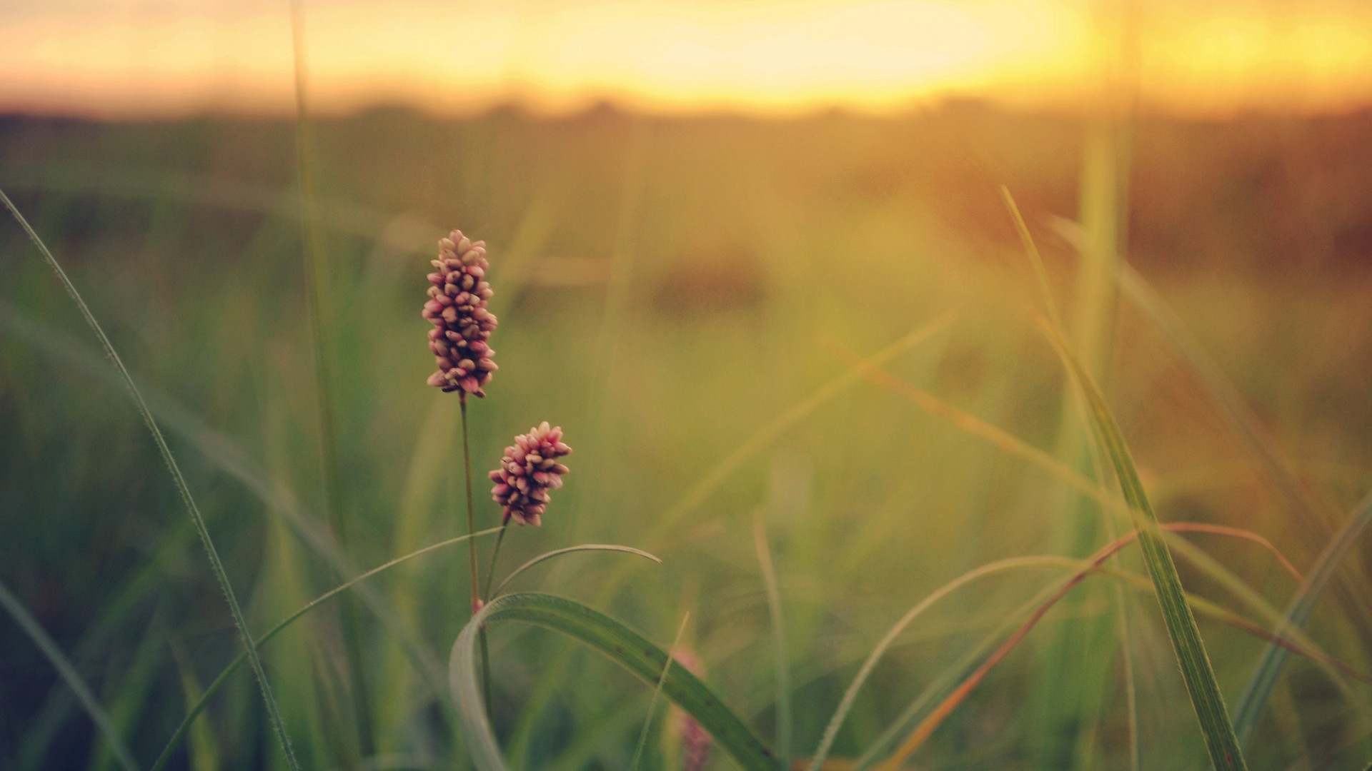 plants, Macro Wallpaper