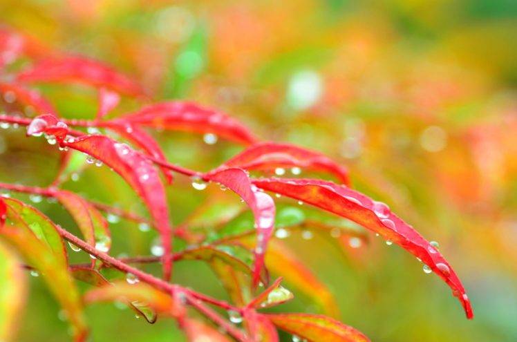 plants, Macro, Waterdrop HD Wallpaper Desktop Background