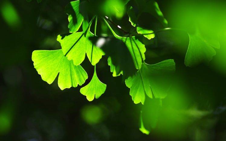 ginko, Plants, Macro HD Wallpaper Desktop Background
